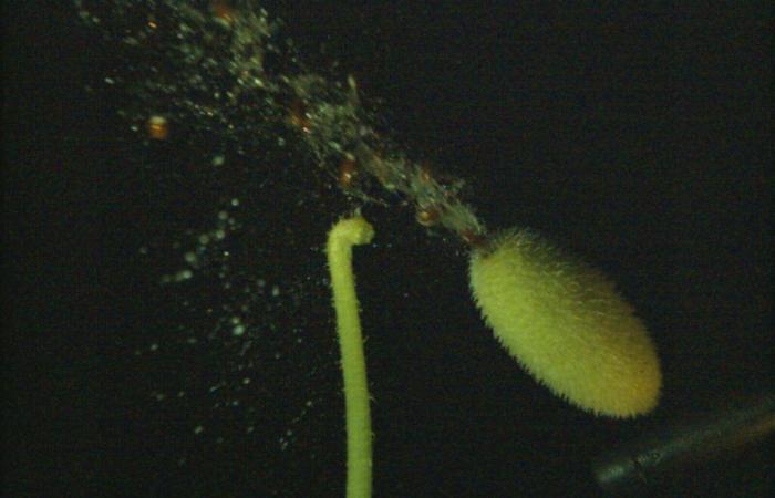 The secrets of the spectacular explosion of the devil's cucumber, the fastest movement in the plant world