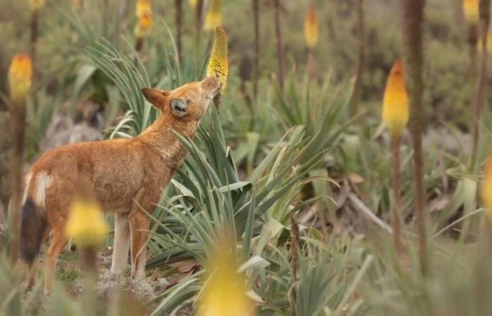 The carnivore passionate about pollen