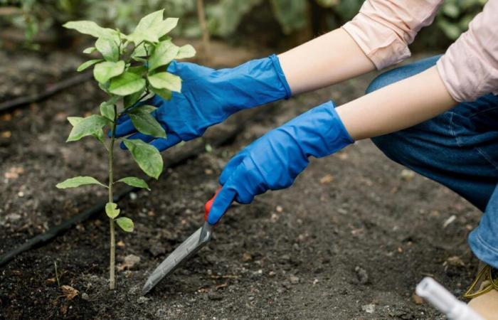 “On Sainte-Catherine, all wood takes root”: what to plant in my garden?