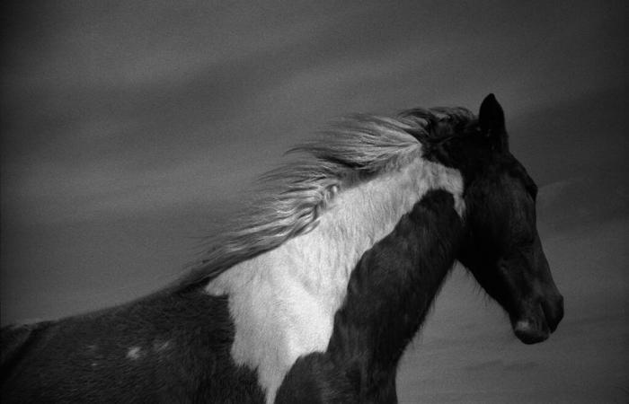 Jane Evelyn Atwood : Horses