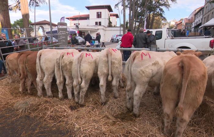 “Young people buy their animals on their cell phones!” From the Middle Ages to the digital age, the Sainte-Catherine Fair in Saint-Galmier