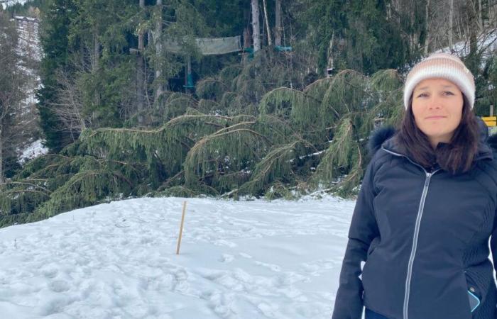 Savoie: the Valmorel treetop adventure course struck down by the Caetano storm, “in two hours, everything was gone”