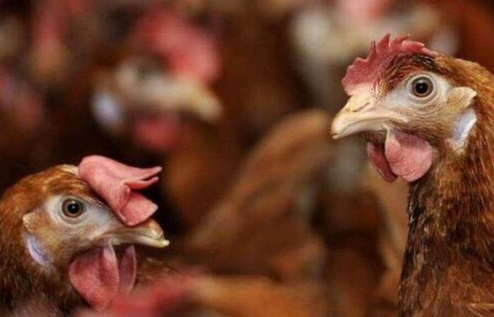 Reunion. Farm loses 150 of its poultry in a stray dog ​​attack