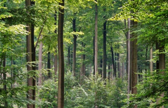 Threatened with disappearance in the south of France, beech trees are “migrating” to the north – vert.eco