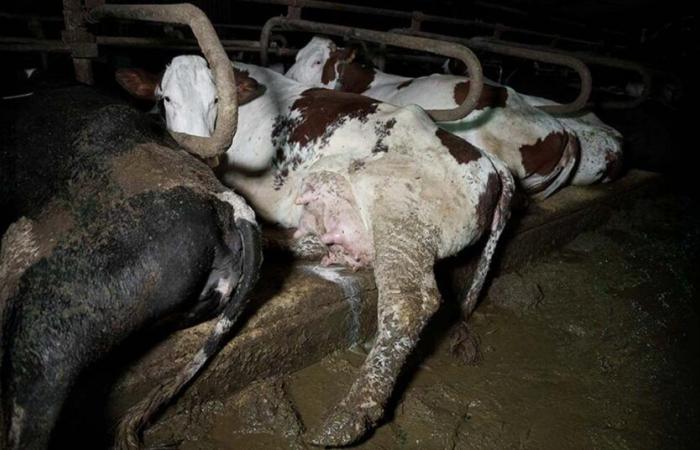 striking images of a dairy farm in Haute-Marne