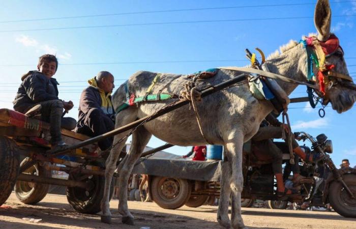 Gaza: donkeys help residents to survive the war