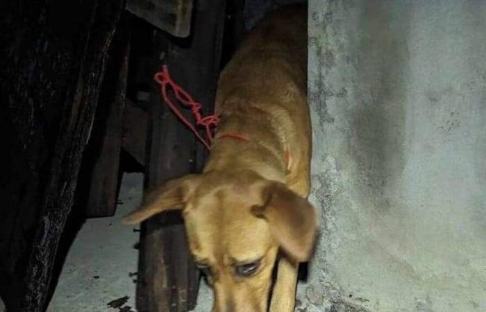 In Reunion, the scourge of dogs and cats tortured in squats