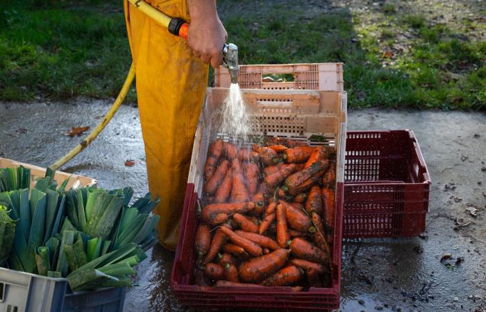 The megabasins of Vendée, a “model” full of leaks