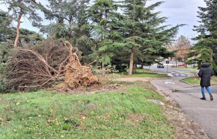 gusts at 140 km/h, heavy goods vehicle accident, falling trees… The situation in Lyon and the Rhône