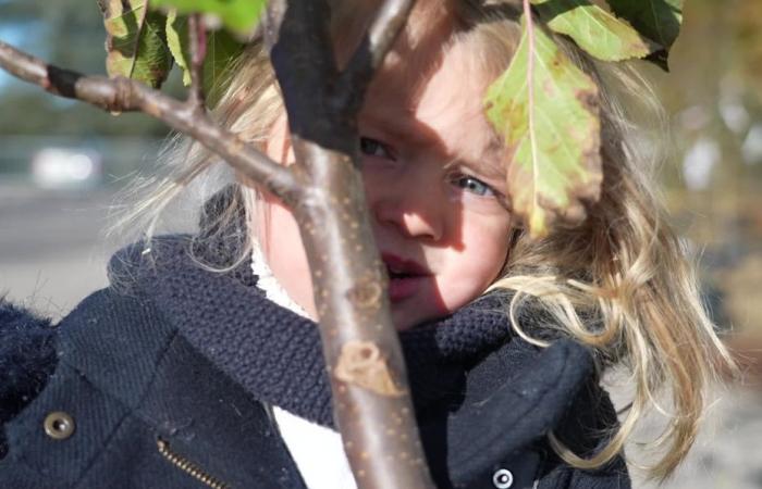 Cherry trees, apple trees, oaks, the “free trees” operation of the Lyon metropolis was a hit