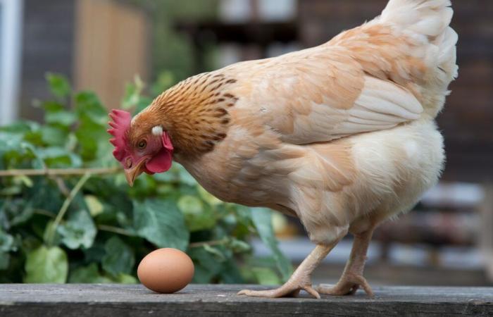 This evolutionary discovery reveals which, the egg or the chicken, appeared first ????