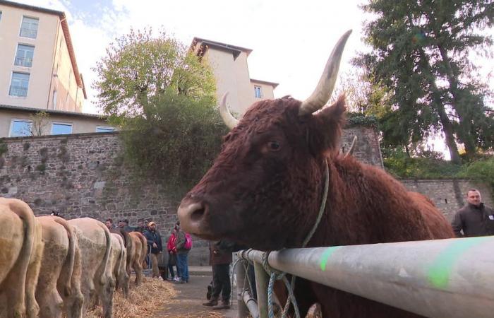 “Young people buy their animals on their cell phones!” From the Middle Ages to the digital age, the Sainte-Catherine Fair in Saint-Galmier