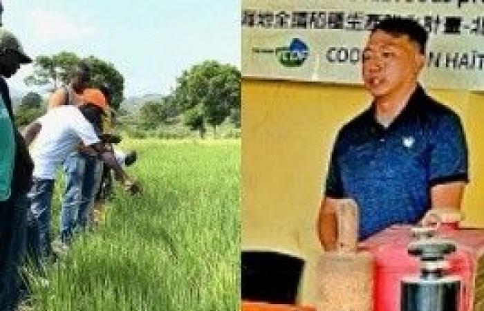 Haiti – Agriculture: Taiwan shares its knowledge to help increase rice harvests in Haiti