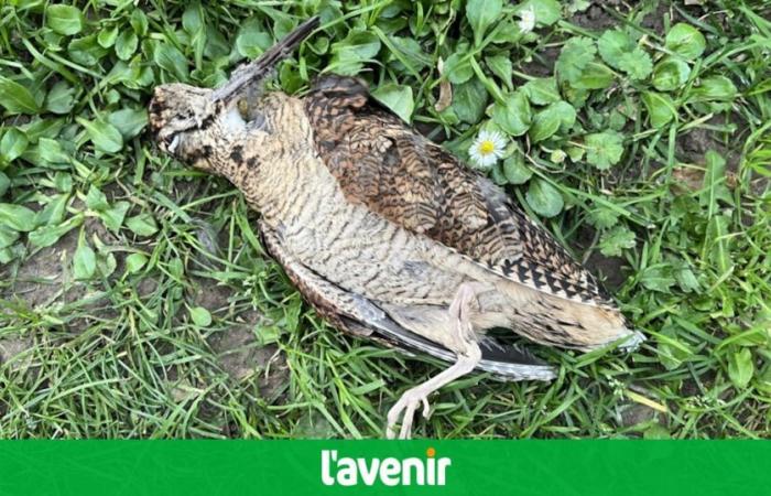 How could this woodcock die at the foot of Tournai Cathedral?