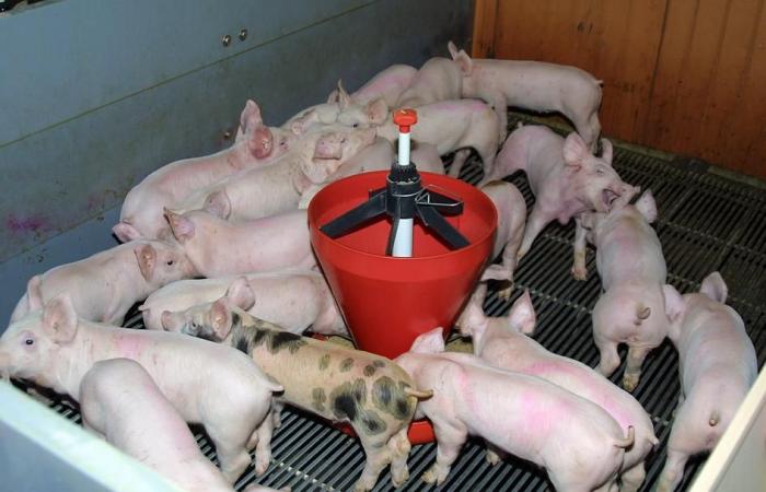 Influenza in pigs: how to avoid introducing viruses into farms? | Succeed pig