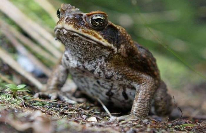 Every morning, this association helps the toads cross