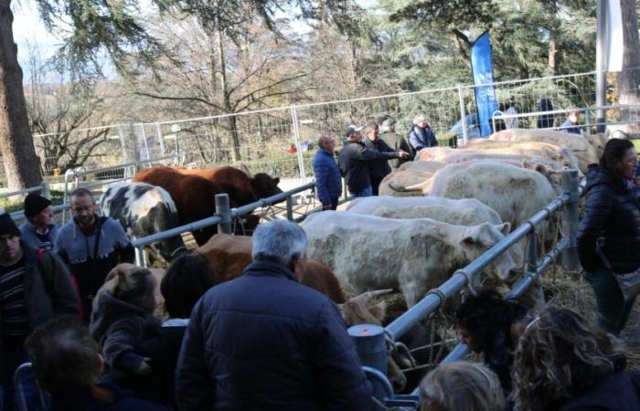 Sainte Catherine Fair: what future for cattle?