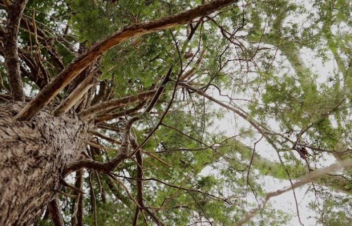 Green or white roofs, trees and siesta against extreme heat | Toronto 2050