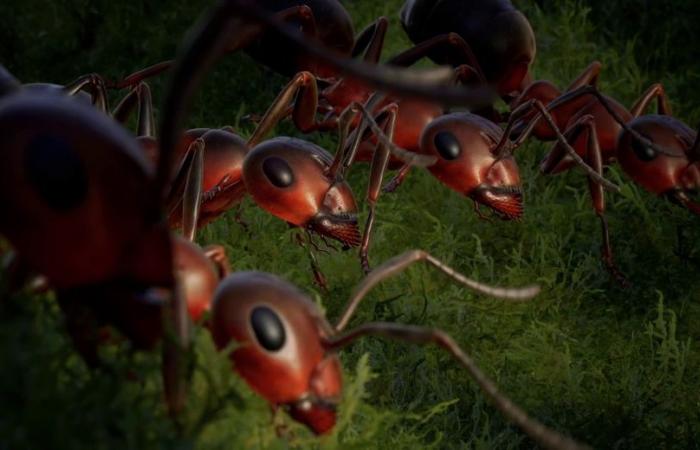 Our opinion on Les Fourmis, a surprising French strategy game adapted from the novel by Bernard Werber