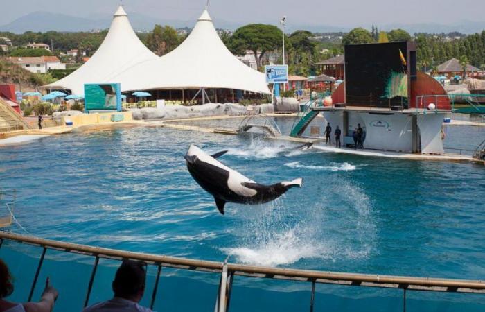 The Marineland park in Antibes wants to transfer its last two orcas to Japan