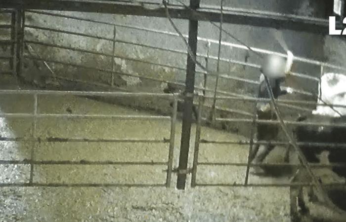 VIDEO. A dairy farm in Haute-Marne pinned by L214 for animal abuse and misleading communication