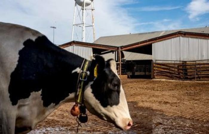 soon a pill to block the production of methane from cows?