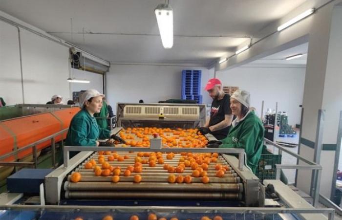 “We send 40 pallets per day of clementines between Poland, Hungary and France”