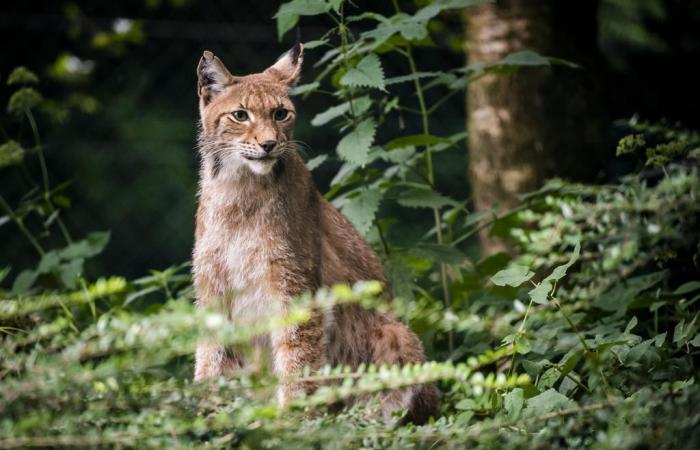 A gamekeeper accidentally kills three lynxes in Graubünden