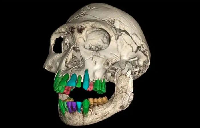 These fossilized teeth of an 11-year-old child reveal clues about why humans developed unusually long childhoods