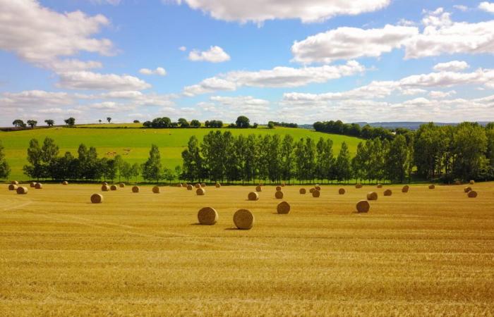 How much does the field near you cost? This new official scale gives the prices of agricultural land