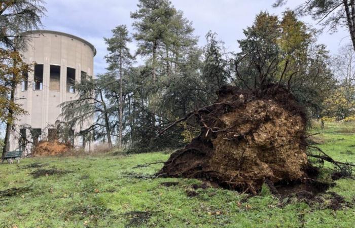 Impressive and historic damage to Parilly Park near Lyon