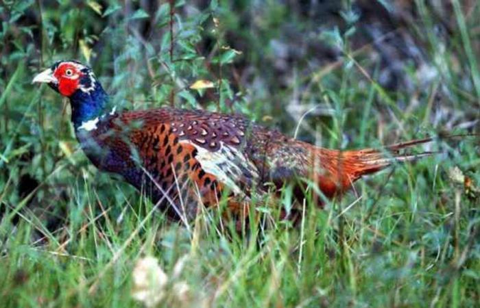 two environmental associations facing a pheasant and partridge breeder