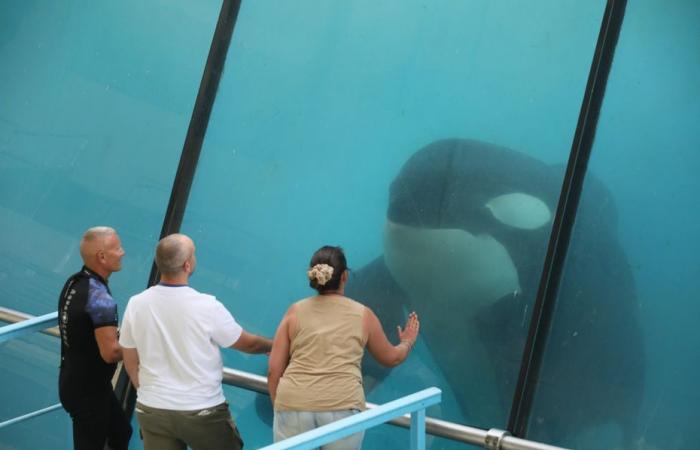 government says no to transfer of last two orcas from Marineland to Japan