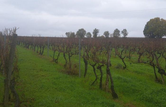 In this little corner of Gironde, agrivoltaic projects are multiplying and dividing the inhabitants