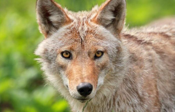 Dallas coyote shootings prompt investigation, officials say