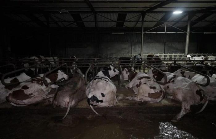 striking images of a dairy farm in Haute-Marne ⋆ Savoir Animal