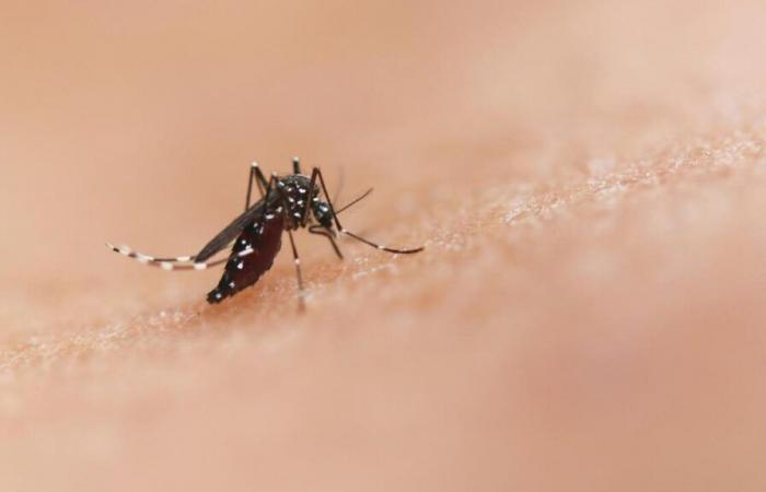 Malaria: 94% of cases in Africa in 2022