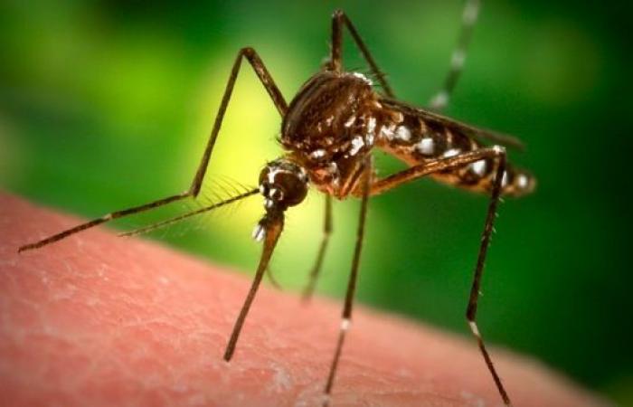 Proven epidemic of dengue fever in Tahiti and Moorea • TNTV Tahiti Nui Télévision