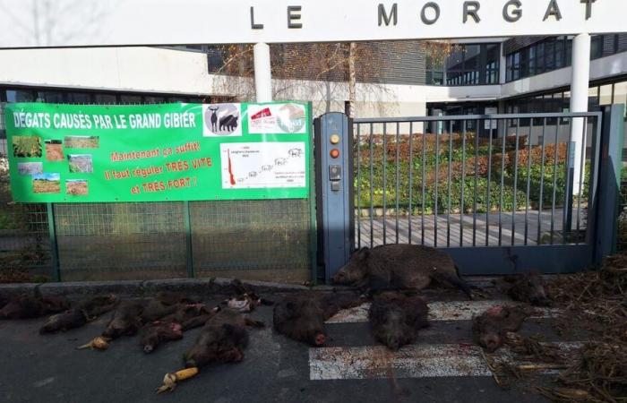 “It’s more livable, we have to find solutions”: in Rennes, corpses of wild boars and angry farmers