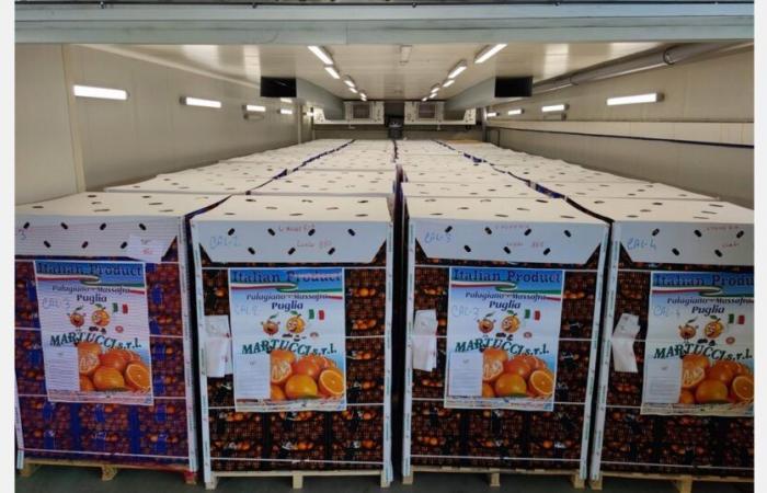 “We send 40 pallets per day of clementines between Poland, Hungary and France”