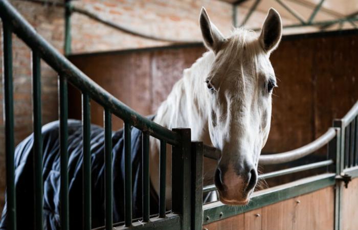 Yvelines: An animalist accuses a cub lieutenant of being responsible for the death of her horse