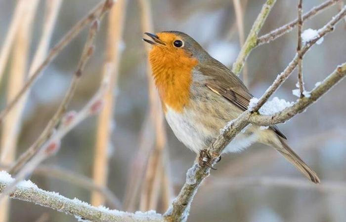 The robin was voted “bird of the year 2025”