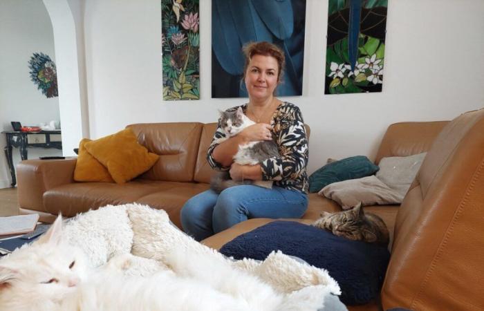 In Seine-et-Marne, Fanny is a foster family for abandoned cats: “It’s a real commitment”