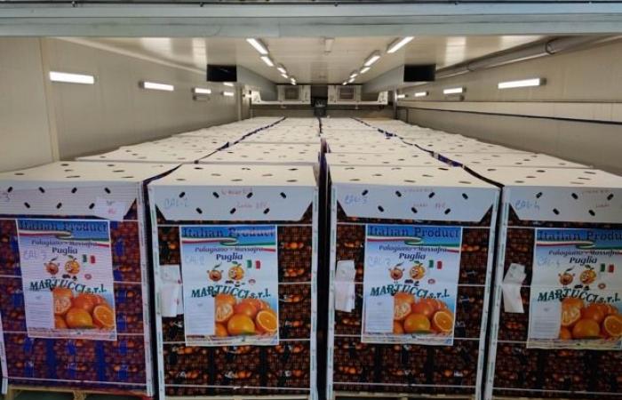 “We send 40 pallets per day of clementines between Poland, Hungary and France”