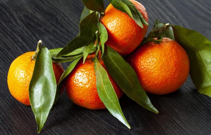 how to recognize a real Corsican clementine?