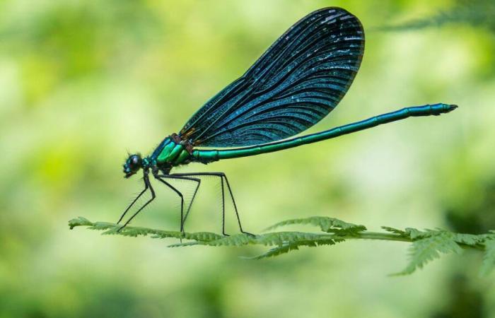 “Infini Present”, the insect-loving inventory by Fabienne Raphoz