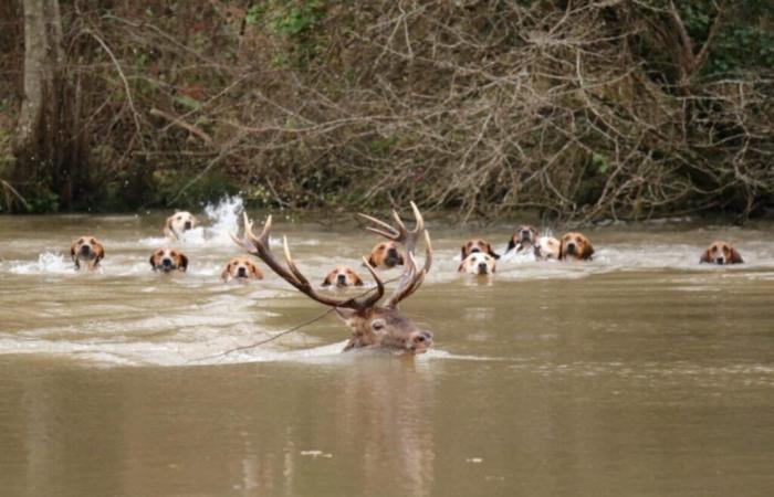 Hunting kills one of the most beautiful deer in a forest in the Oise, activists revolt