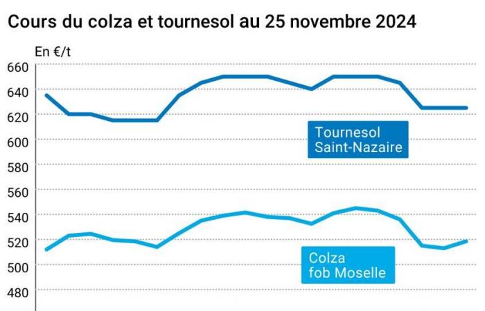 COTidienne | Oilseeds – Rapeseed and soybean prices are recovering, canola continues to depreciate