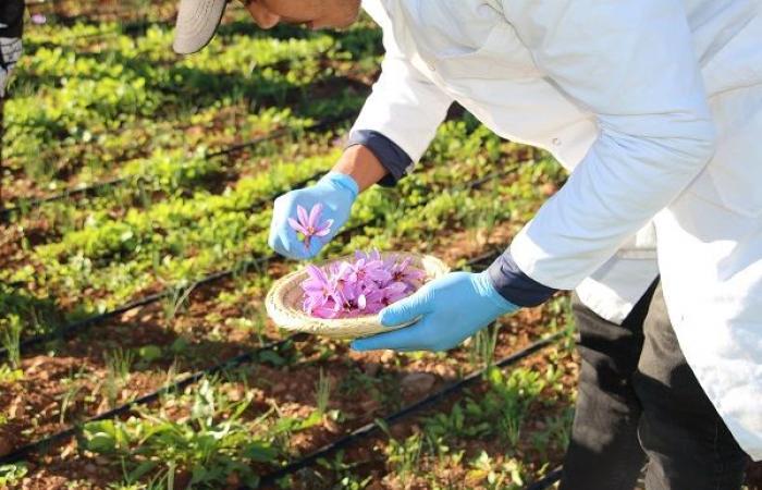 The province of Berkane has its first experience of saffron production