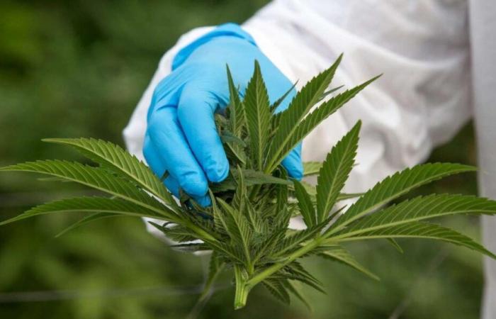 medical cannabis at an impasse again, according to professionals